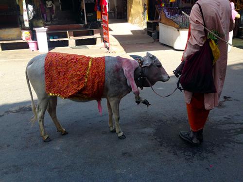 06-Sai pra dar um role-Ive Gaya-historias de viagem blog-turismo-india-pushkar
