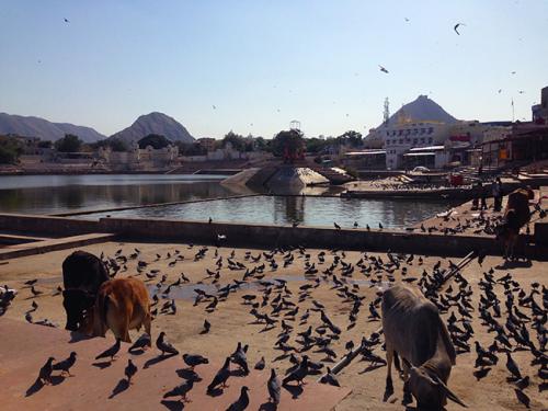 08-Sai pra dar um role-Ive Gaya-historias de viagem blog-turismo-india-pushkar